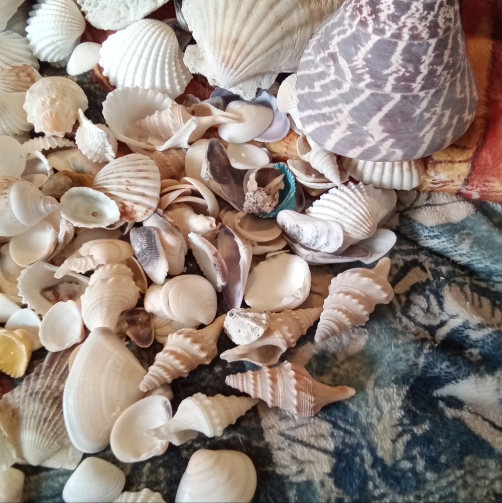 #009 Assorted Natural Sea Shells - Picture 4 of 4